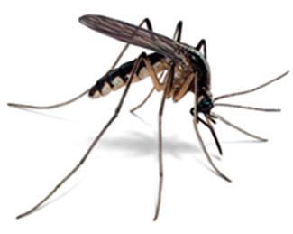 Mosquito Control Remove anything that can hold water Cut the grass; trim bushes Clean the gutters Fills in