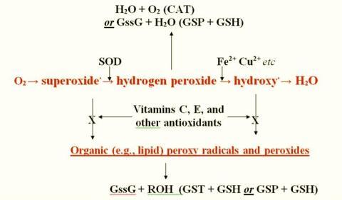 SOD = superoxide dismutase (Cu, Zn, Mn) GSP = glutathione peroxidase (Se) GSH = glutathione reduced (GssG,oxidized) CAT = catalase (Fe) GST = glutathione transferase ROH = organic alcohol Aging &