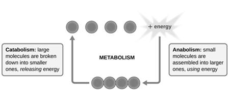 Topic 11&12 (ch8) Microbial Metabolism Topics Metabolism Energy Pathways Biosynthesis 1 Catabolism Anabolism Enzymes Metabolism 2 Metabolic Balancing Act Catabolism Enzymes involved in breakdown of