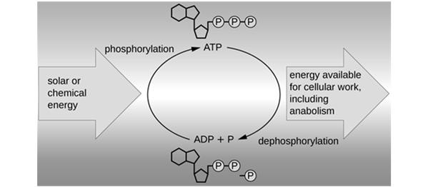 ATP is regenerated through phosphorylation, harnessing the energy found in chemicals or from sunlight.