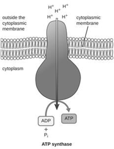 ATP Synthase Spans Membrane H + flows down electrochemical gradient, provides energy for ATP