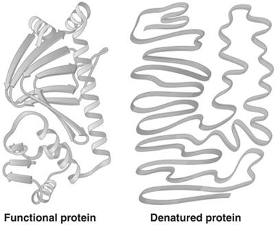 Unfolding Kills Enzymes 16 Enzyme-substrate