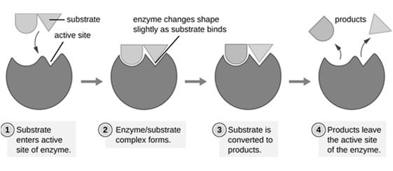 the active sites on the enzyme, possibilities: