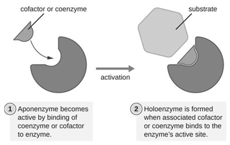 Enzyme Activity Interfered ( or Controlled) Competitive = binds/blocks substrate site Noncompetitive = binds other place that distorts the regular binding site 19 Binding Can Control Enzyme Activity