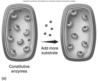 Constitiutive and Regulated Enzymes Constitutive