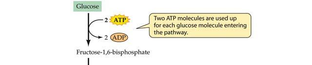 Glycolysis and Fermentation Glycolysis is an anoxic