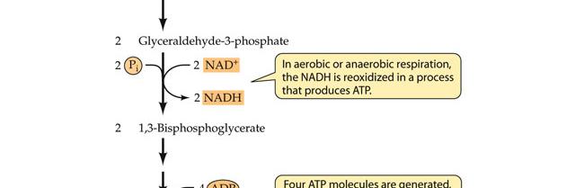 ATPs and two NADHs End product of glycolysis is: The fate