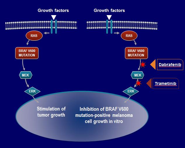 BRAF and MEK Inhibitors: Mechanism of Action Provide concomitant inhibition of the pathway at the level of the RAF and MEK kinases, respectively.