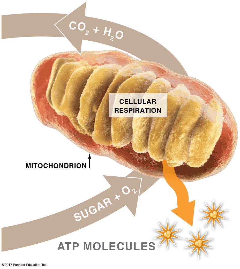 In cellular respiration, oxygen is used to harvest energy stored in sugar: Aerobic respiration B. Aerobic respiration 1.