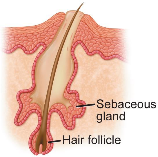 The Structure of the Skin Hair and nails Both hair and nails contain keratin and develop from epithelial cells.