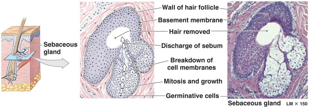 Sebaceous Glands and