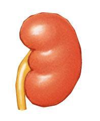 The Urinary System The Urinary System excretes waste products, maintains normal body fluid ph and ion composition The