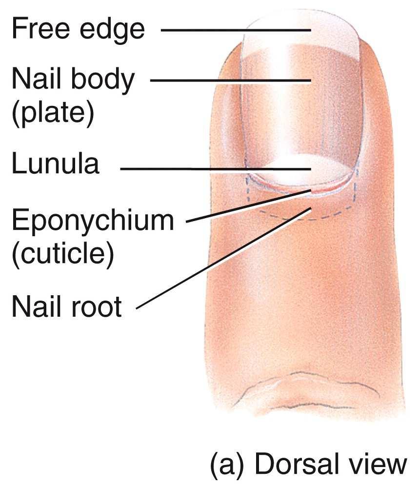 Skin Glands The skin contains 4 types of glands.