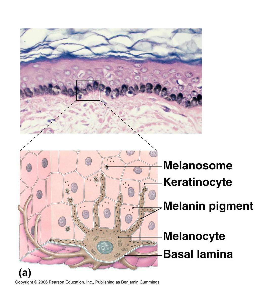 Synthesize melanin Freckles Protect from UV by surrounding nuclei with melanosomes Tanning =