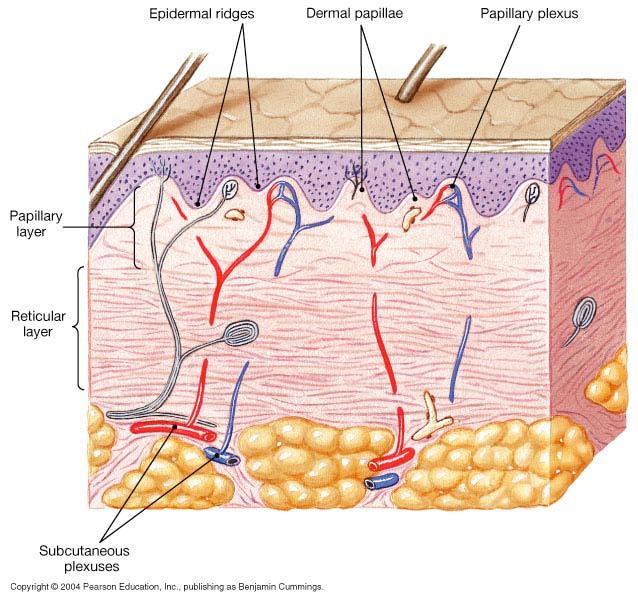 Dermis = connective tissue Reticular layer Network of dense irregular CT.
