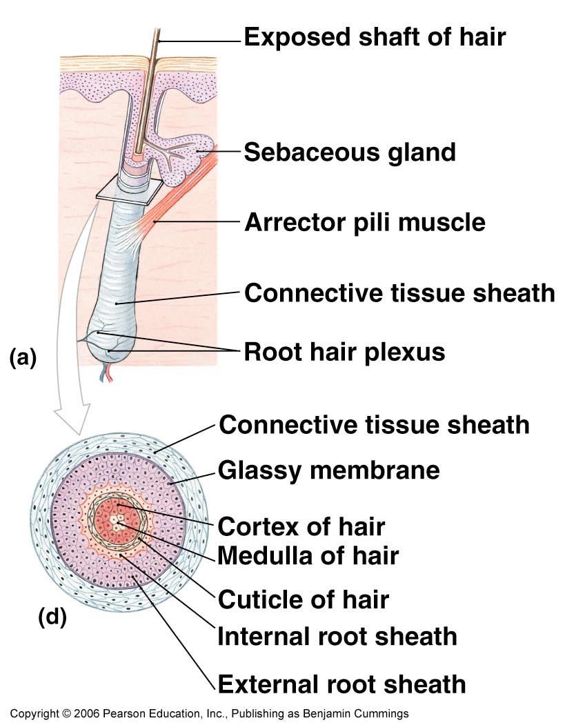 Each hair wrapped in CT sheath Root hair plexus of sensory neurons Arrector pili muscle