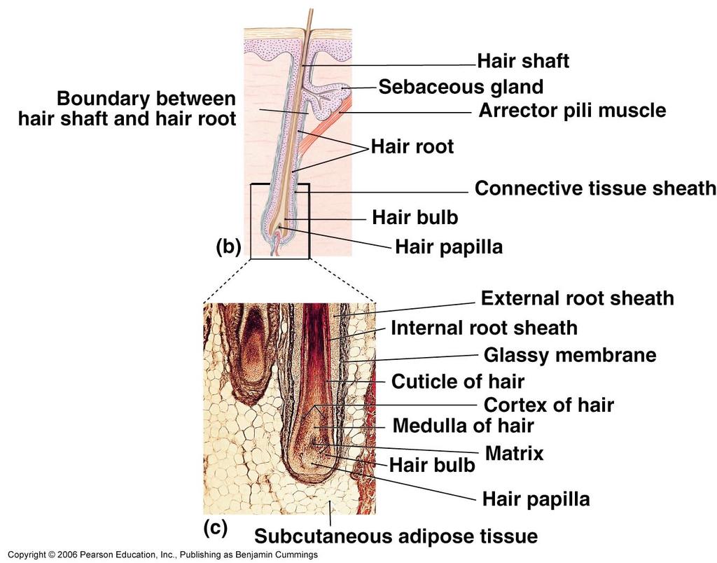 Hair Function Hair papilla (CT), contains capillaries & nerves.