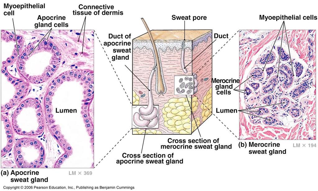 Sweat (sudoriferous) glands Apocrine sweat