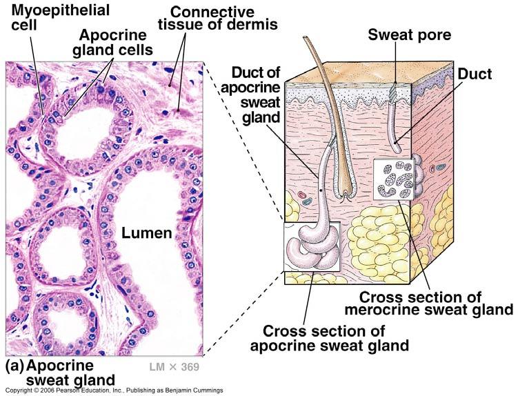 In Armpits Apocrine sweat glands Secretion is sticky, cloudy (& odorous after bacteria eat it) Begin secreting at