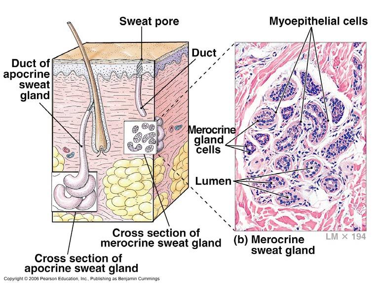 Merocrine Sweat glands All over the body Dense on palms and soles Produce sensible perspiration