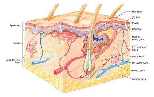Functions of the integumentary Glands Sudoriferous glands Eliminate sweat and perspiration that contains water, salts and some body wastes Axillary glands produce an odor when