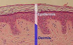 The Epidermis Composed of stratified