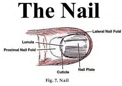 5. Nails a. Protective coverings b. Keratinized stratified squamous c. Nail root nail cell mitosis (not visible from surface) d.