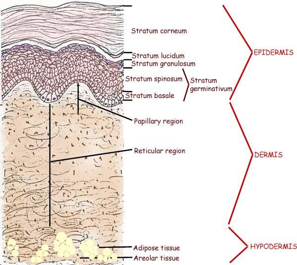 III. SKIN A. Largest organ, 16% of body weight B. Layers 1. Epidermis nonvascular, stratified squamous, layered, cells contain keratin and melanin 2.