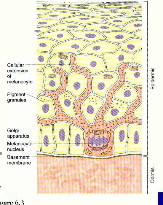 Melanin is kept in organelles called melanosomes within these cells b.