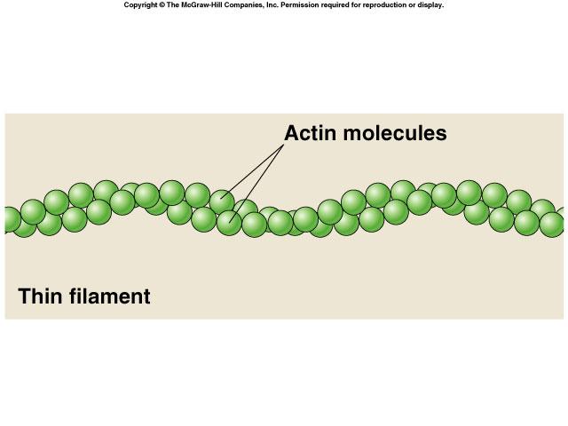 THIN FILAMENTS: ACTIN Complex of proteins braid of actin molecules & tropomyosin fibers tropomyosin fibers secured with