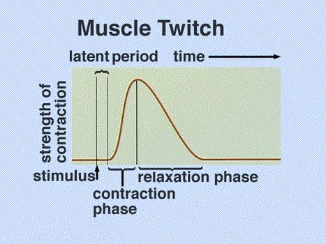 MYOGRAM Twitch= single muscle contraction Latent period: time between stimulation and