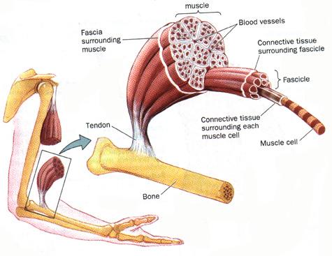 SKELETAL MUSCLE Composed of skeletal muscle