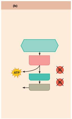 phosphorylation Coupled reaction of creatine Phosphate (CP) and ADP Energy source: CP Anaerobic pathway Glycolysis and lactic acid formation Energy source: glucose Creatine Creatine kinase Glucose