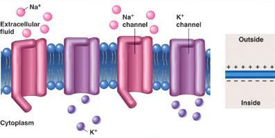 Ion Channel Role in Maintaining/Upsetting Potential Types Ligand-gated. Ligands are molecules that bind to receptors.