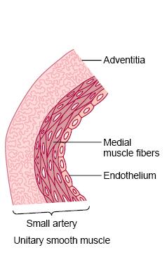 e it contains both actin and myosin filaments).