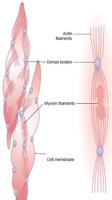 They do not have the same striated arrangement of actin and myosin filaments. Actin filaments are attached to the dense bodies which are attached to the cell membrane.