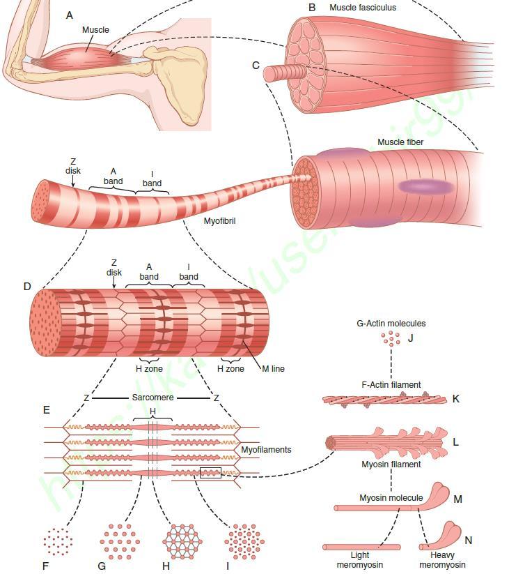 Each muscle fiber consist of myofibrils (1500 myosin filaments and 3000 actin filaments) responsible for the actual muscle contraction.