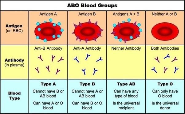 Antigens on red blood cells determine whether a person has type A, B, AB, or O blood Antibodies to nonself blood types exist in the body Transfusion with incompatible blood