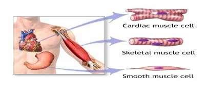 We have three types of muscles in our body: 1. Skeletal muscles. 2. Cardiac muscle. 3. Smooth muscles.
