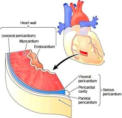 Endocardium (Inner layer of the heart). 2. Myocardium. 3. Pericardium.