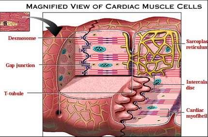 Skeletal muscle doesn t contract unless there s innervation from a nerve (has to be stimulated by impulses) but the Cardiac muscle is able to contract involuntarily, what happen is any change in one