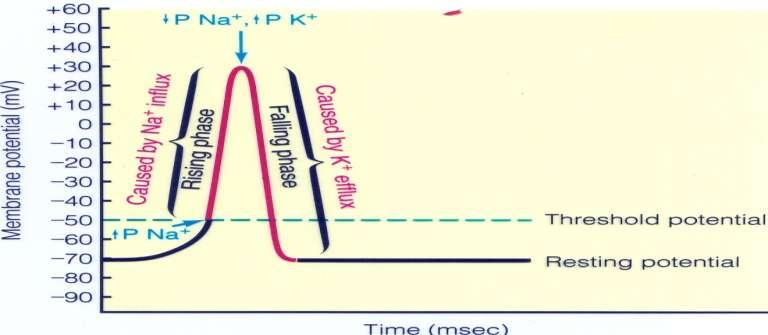 Cardiac Muscle Physiology Action potential of Skeletal muscle The resting stage (due to K diffusion) starts at (-70), then there s slow depolarization till it reaches the threshold, there
