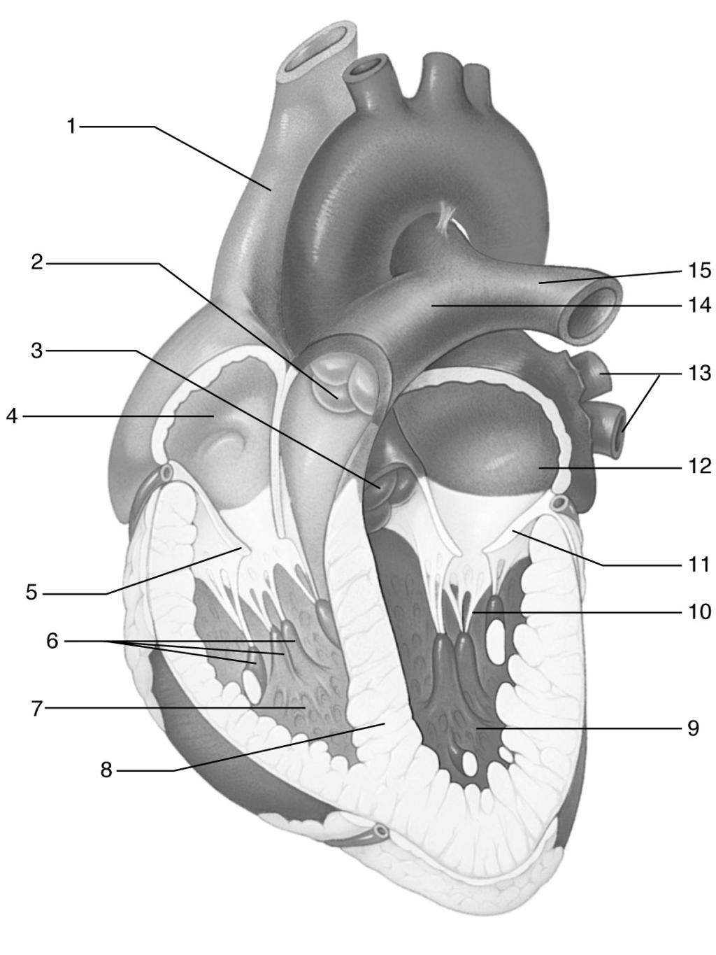 B. Match these terms with Aorta Pulmonary artery the correct parts labeled Aortic semilunar valve Pulmonary semilunar valve in figure 12.