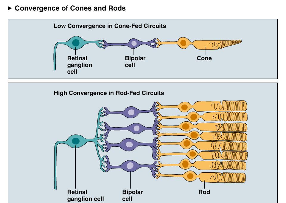 Cone and Rod Vision Less convergence in cones, increasing acuity while decreasing sensitivity More convergence