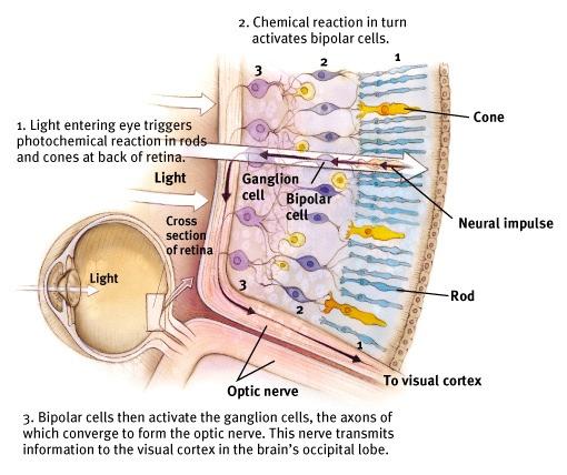 what? Bundle of ganglion cell axons exiting the eye: blind spot No receptors where information exits the eye: