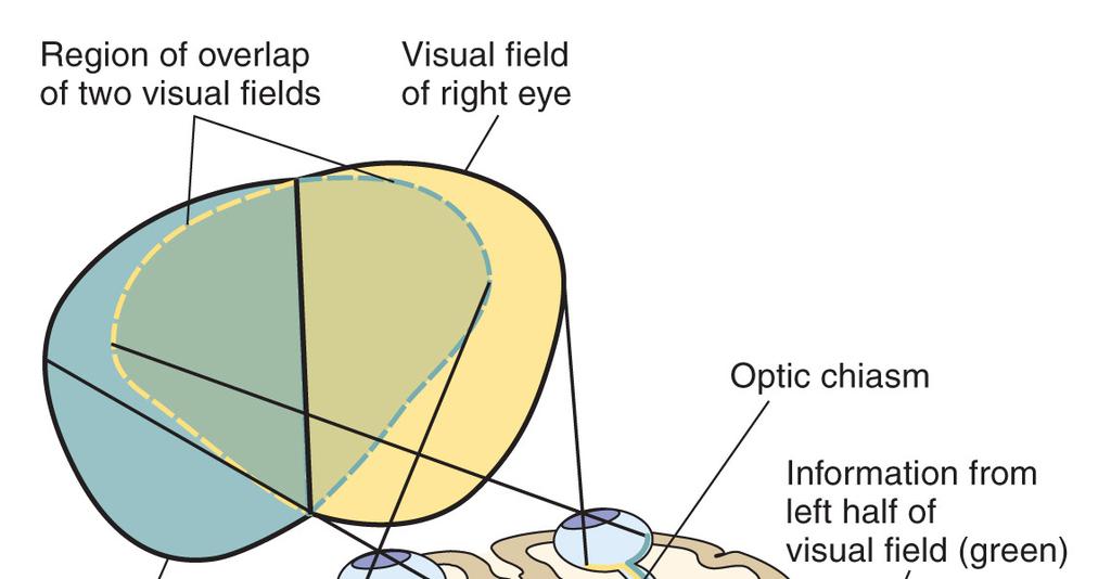 From the Eyes to the Visual Cortex Lateral Geniculate Nucleus A nucleus within the