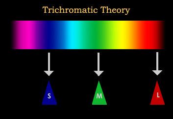 Color vision theories Trichromatic theory: there are 3 different receptors (types of cones) in the eye,