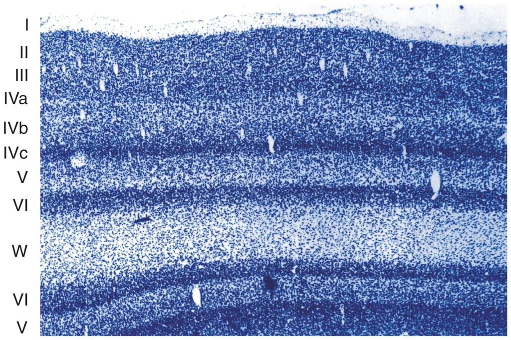 Striate Cortex Six principal layers of striate cortex Processing in Striate Cortex Layers 2 and 3 receive information from the parvocellular layers and koniocellular layers