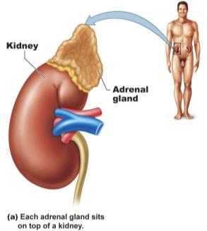 section through the adrenal gland reveals two regions, the outer adrenal cortex and the inner adrenal medulla.