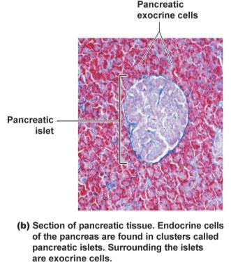 Exocrine cells of the pancreas secrete digestive enzymes into the pancreatic duct, which unites with the common bile duct before entering the small